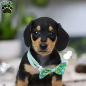 Blake, Dachshund Puppy