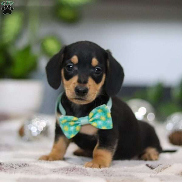 Blake, Dachshund Puppy