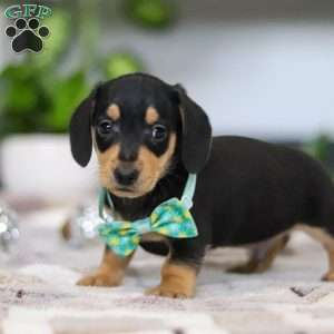 Blake, Dachshund Puppy