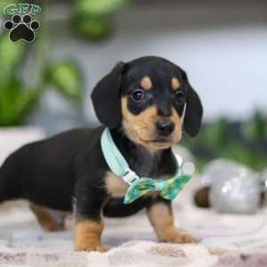 Blake, Dachshund Puppy