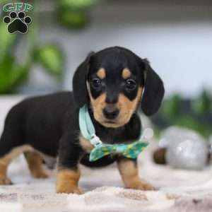 Blake, Dachshund Puppy