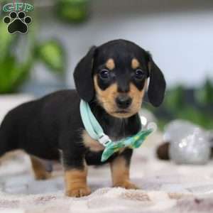 Blake, Dachshund Puppy