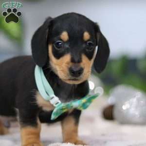 Blake, Dachshund Puppy