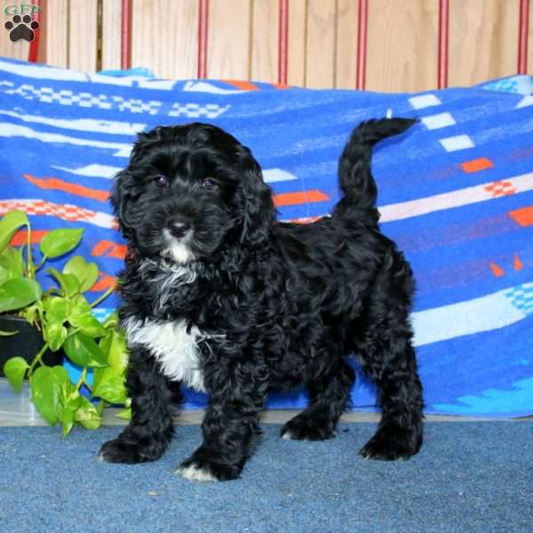 Blake, Bernese Mountain Dog Mix Puppy
