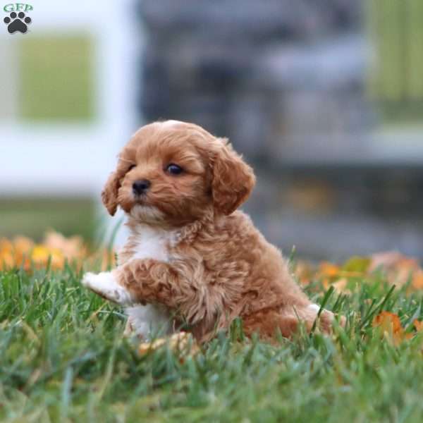 Blake, Maltipoo Puppy