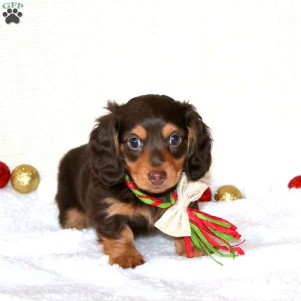 Blake-MINI, Dachshund Puppy