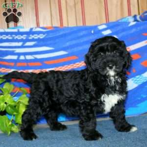 Blake, Bernese Mountain Dog Mix Puppy