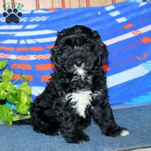 Blake, Bernese Mountain Dog Mix Puppy