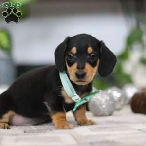 Blake, Dachshund Puppy