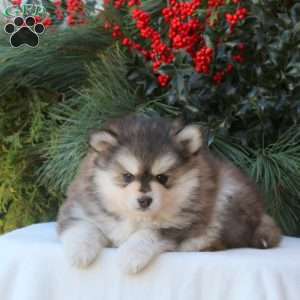 Blaze, Pomsky Puppy