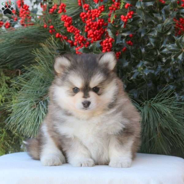 Blaze, Pomsky Puppy