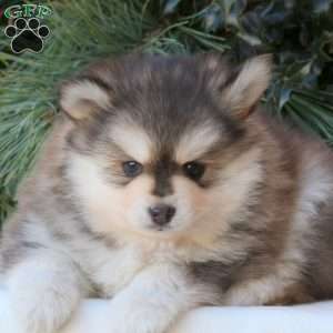 Blaze, Pomsky Puppy