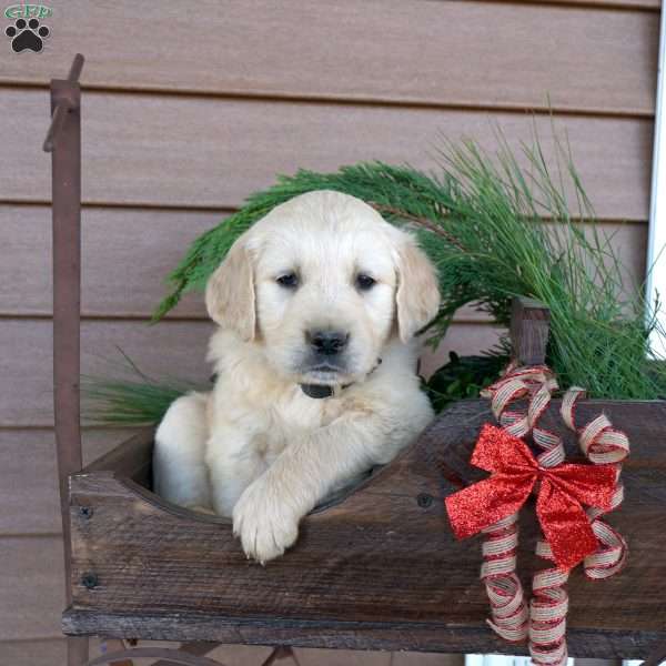 Blazer, Golden Retriever Puppy