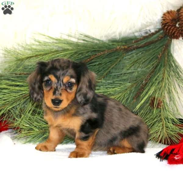 Bliss, Dachshund Puppy