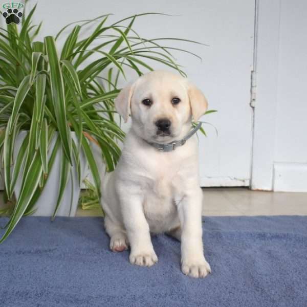 Blizzard, Yellow Labrador Retriever Puppy