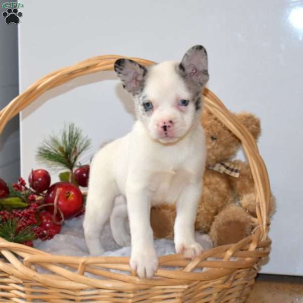 Blizzard, French Bulldog Mix Puppy
