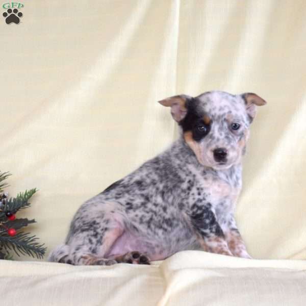 Blizzard, Blue Heeler – Australian Cattle Dog Puppy