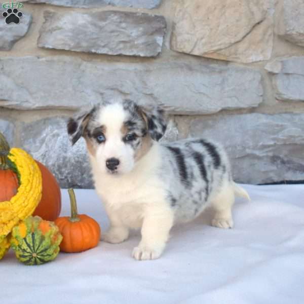 Blizzard, Pembroke Welsh Corgi Puppy