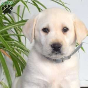 Blizzard, Yellow Labrador Retriever Puppy