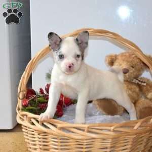 Blizzard, French Bulldog Mix Puppy