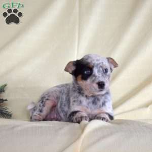 Blizzard, Blue Heeler – Australian Cattle Dog Puppy