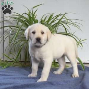 Blizzard, Yellow Labrador Retriever Puppy