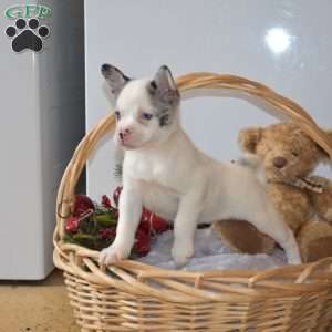 Blizzard, French Bulldog Mix Puppy