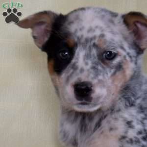 Blizzard, Blue Heeler – Australian Cattle Dog Puppy
