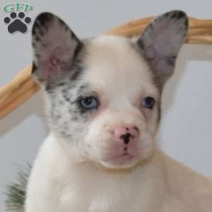 Blizzard, French Bulldog Mix Puppy