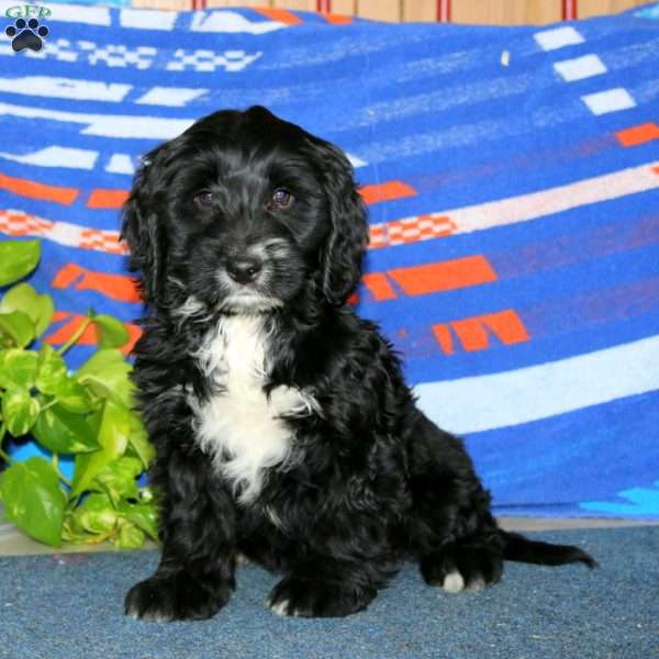 Blossom, Bernese Mountain Dog Mix Puppy