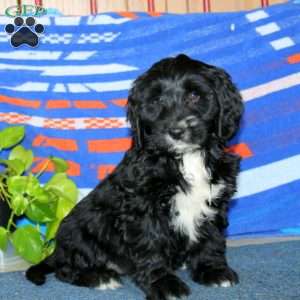 Blossom, Bernese Mountain Dog Mix Puppy