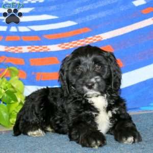 Blossom, Bernese Mountain Dog Mix Puppy