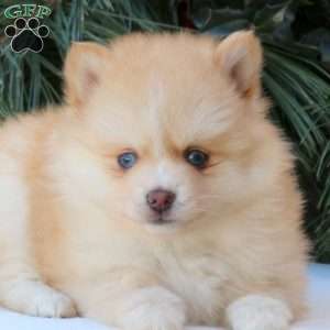 Blu, Pomsky Puppy