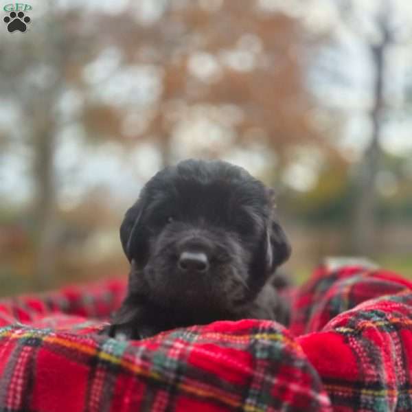 Blue, Newfoundland Puppy