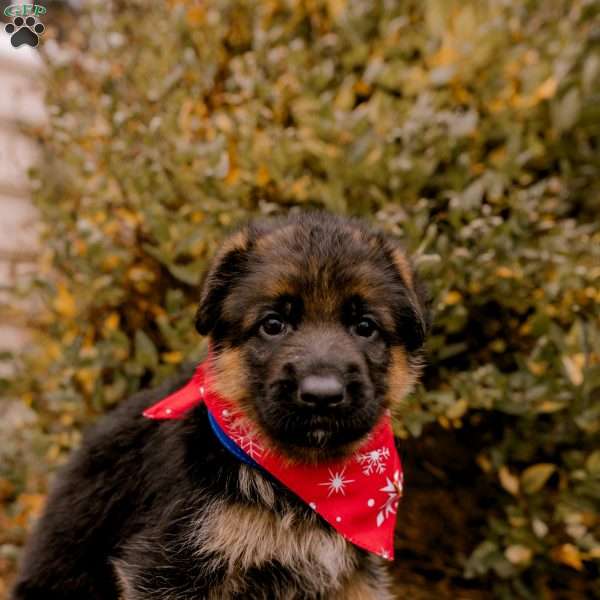 Duke, German Shepherd Puppy