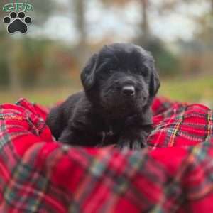 Blue, Newfoundland Puppy