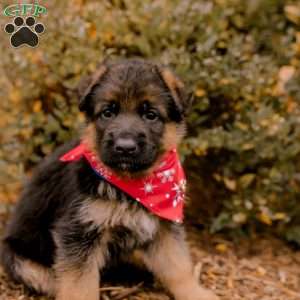 Duke, German Shepherd Puppy