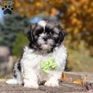 Bo, Shih Tzu Puppy