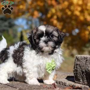 Bo, Shih Tzu Puppy