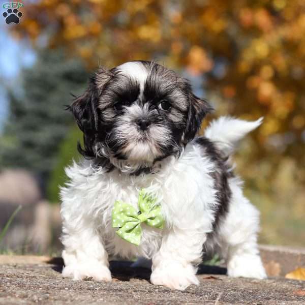 Bo, Shih Tzu Puppy