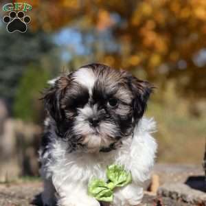 Bo, Shih Tzu Puppy