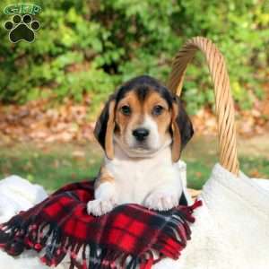 Bo, Beagle Puppy
