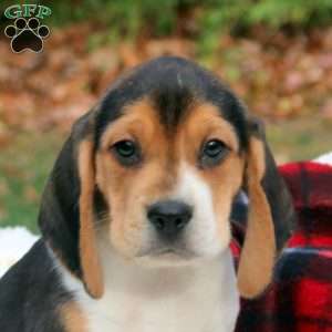 Bo, Beagle Puppy