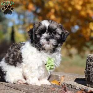 Bo, Shih Tzu Puppy