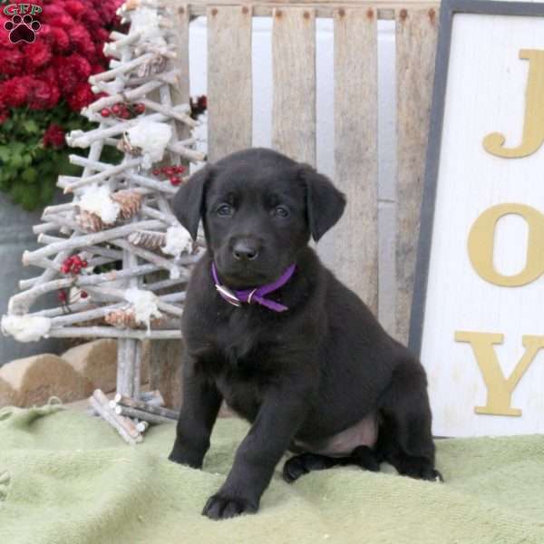 Bobby, Labrador Mix Puppy