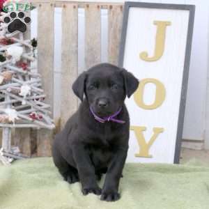 Bobby, Labrador Mix Puppy