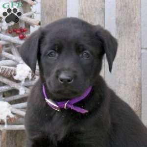 Bobby, Labrador Mix Puppy