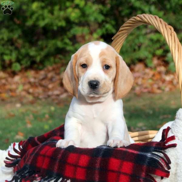 Bonnie, Beagle Puppy