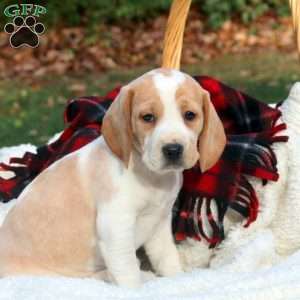 Bonnie, Beagle Puppy