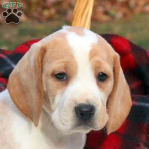 Bonnie, Beagle Puppy